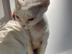 -琪喵猫屋·撸猫猫咖·猫舍