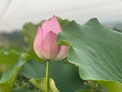 -远山有窑