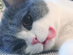 -欣宠猫屋·矮脚拿破仑·蓝金金渐层