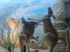 -西霞口神雕山野生动物世界