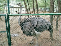 -大连铭湖国际观光牧场