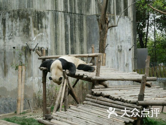 大熊貓繁育研究基地圖片 - 第5張