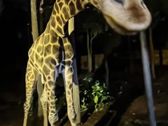 -清迈夜间动物园