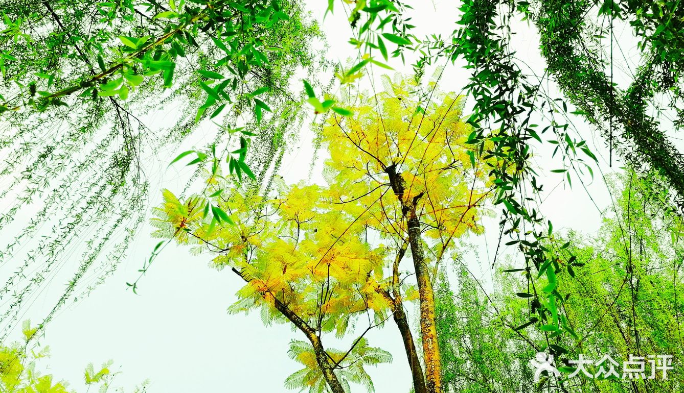 逛公园顺便买花花