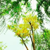 逛公园顺便买花花