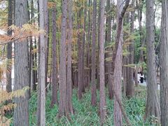 -东湖落雁景区