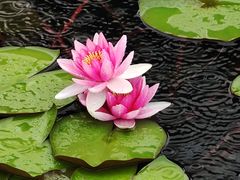 -群力丁香公园