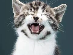 -COCO壱番屋(现代城店)