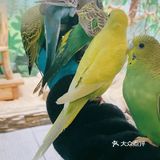 150元带宝宝去看可爱的羊驼吧[双手合十]