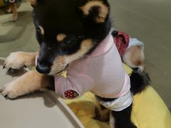 -逗柴咖啡屋·狗咖猫咖宠物桌游