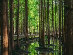 -桤木河湿地公园