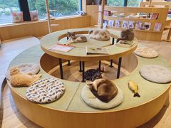 -CAT’S MEWSTAR CAFE·喵星球猫屋(晴湾咖啡店)