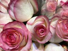 -循礼门鲜花花市(武汉循礼门店)