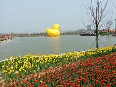 -荷兰花海