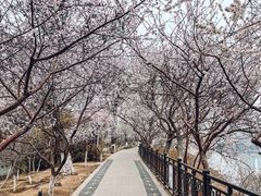 -桃花堤公园