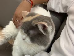 -喵园·猫主题咖啡厅·撸猫·猫咖(国贸店)