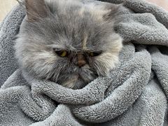 -北京观赏动物医院·24小时大型综合·猫专科·异宠专科