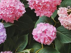 -静安公园(静安寺街道)