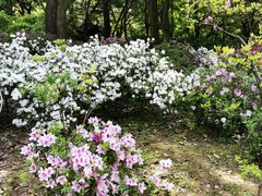 -杭州植物园
