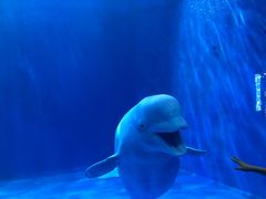 -多彩贵州城极地海洋世界