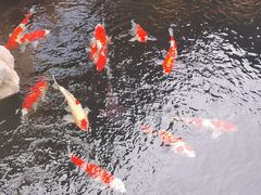 景观位-鲤院·新中式美学·庭院餐厅(夫子庙店)