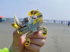 -启东黄金海滩景区