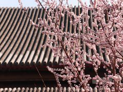 -颐和园