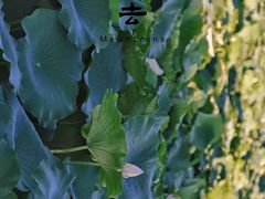 -锦溪古镇