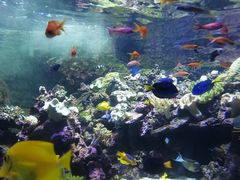 -迪拜水族馆及水下动物园