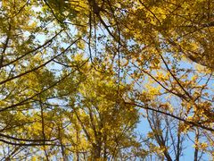 -阳台山自然风景区