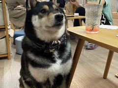 -柴迷FANS CLUB·柴犬狗咖·猫咖