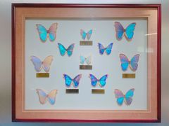 -上海昆虫博物馆