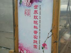 -鹅湖玫瑰文化园