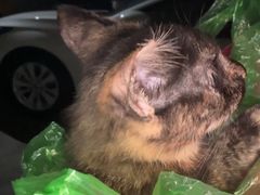 -博特宠物医院24h犬猫全科.骨科·异宠