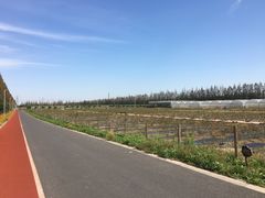 -上海长兴岛郊野公园