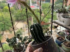 -中环花鸟鱼虫市场