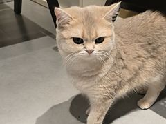 -琪喵猫屋·撸猫猫咖·猫舍