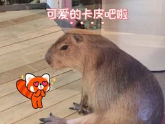 -西安曲江海洋极地公园