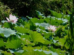 -百翠山居.家飨餐厅