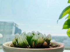 -吴裕泰茶庄(西单店)