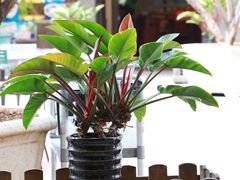 -海口骑楼小吃街