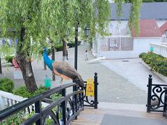 -J Create城市露营咖啡·简餐·宠物(上海动物园店)