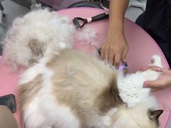 -FAELING PETS美天灵宠物(富力广场店)