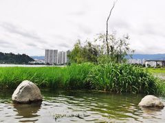 -洱海月湿地公园