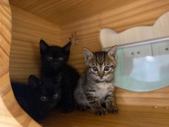 -佳雯宠物医院·皮肤科·内外科(春晓路分院)