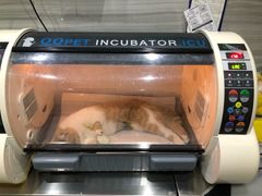 -瑞派名望志远动物医院·猫科·內科·异宠专科(直港大道店)