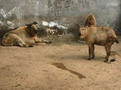 -西霞口神雕山野生动物世界