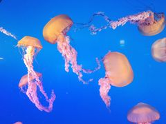 -太平洋海底世界