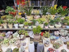 -桂林市花鸟市场