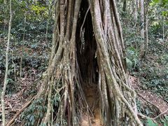 -中国科学院西双版纳热带植物园